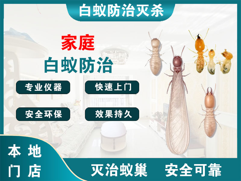 温州市家庭白蚁防治