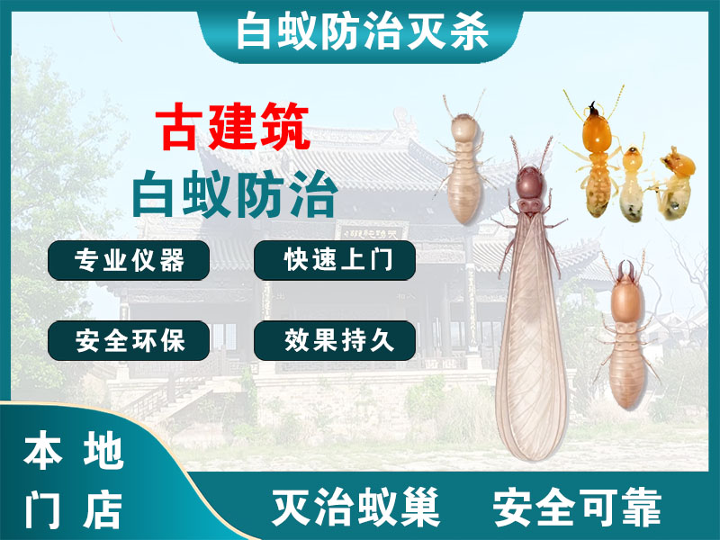 温州市古建筑白蚁防治